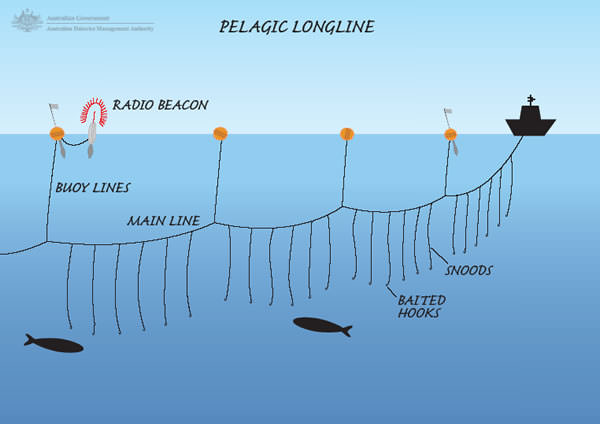pelagic longline